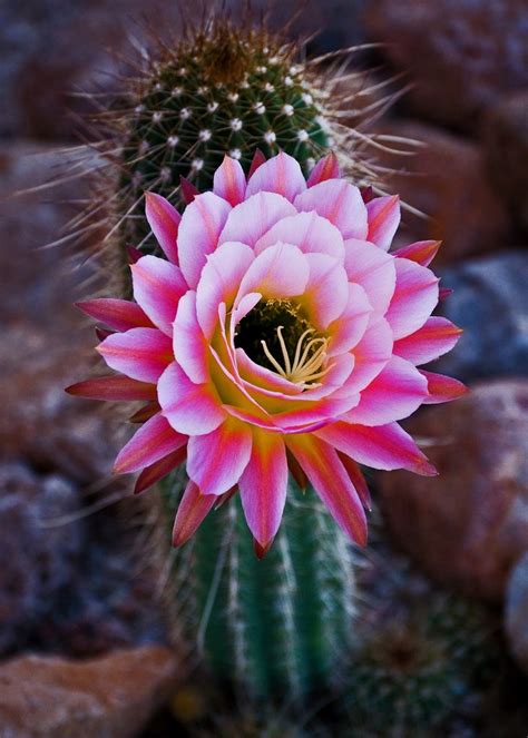 Photos nude Cactus Flower XXX 18